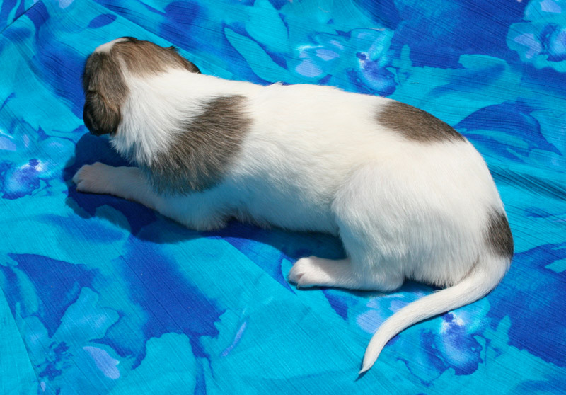 Surf Spots - Girl 2 Top